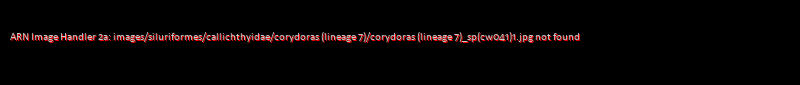Corydoras (lineage 7) sp. (Cw041)